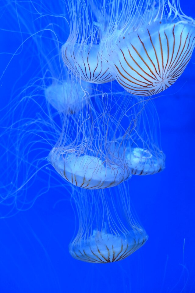 Jellyfish water blue