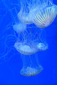Jellyfish water blue
