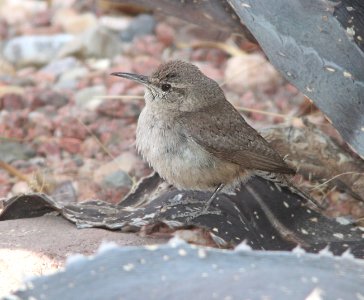 WREN, ROCK (3-20-11) 78 ciculo montana, patagonia lake ranch estates, scc, az -05