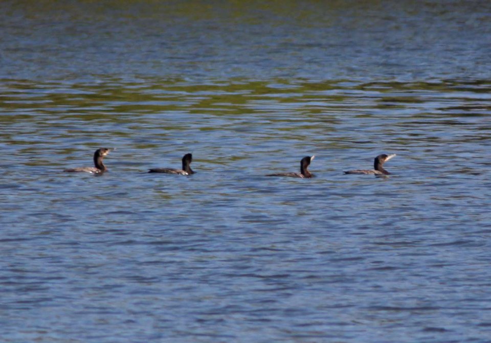 CORMORANT, NEOTROPIC (4-10-11) patagonia lake state park, scc, az -01