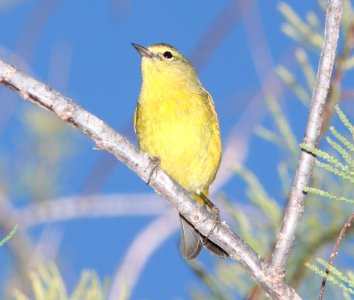WARBLER, ORANGE-CROWNED (3-17-11) sonoita creek state natural area, scc az -01