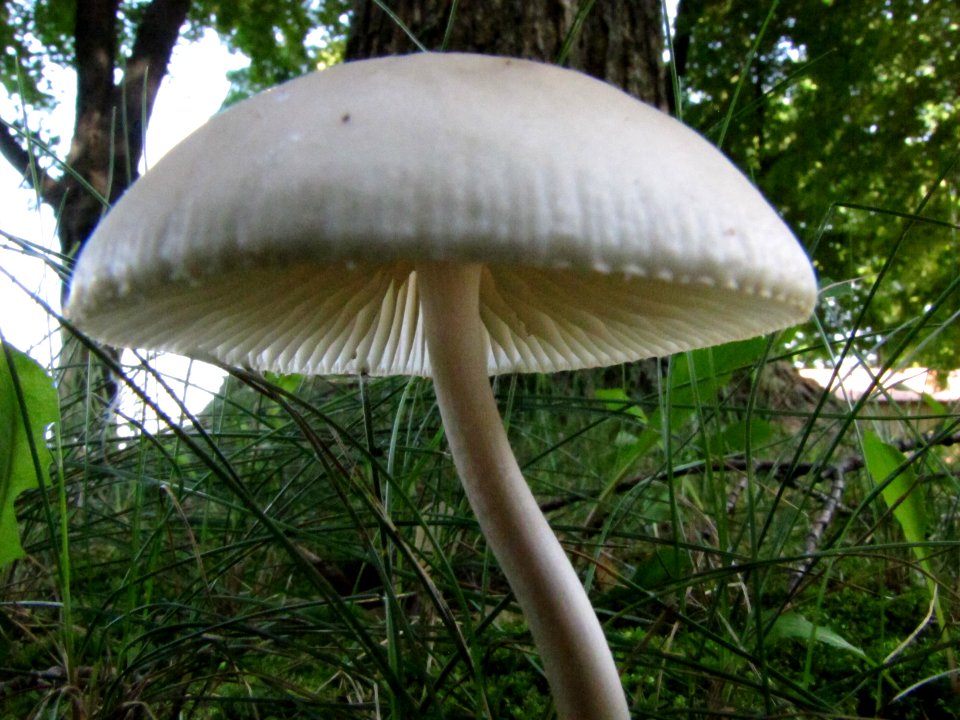 Mushroom 050