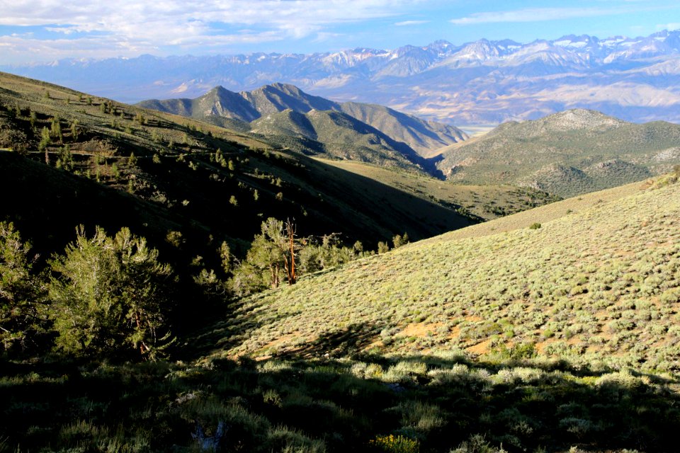 CA 1231 - INYO NAT FOREST, ANCIENT BRISTLECONE FOREST, ca - 03