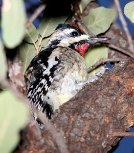 SAPSUCKER, YELLOW-BELLIED (3-15-11) pena blanca lake, scc, az -04