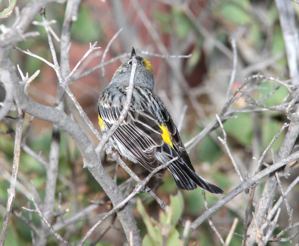 WARBLER, YELLOW-RUMPED (3-7-11) pena blanca lake, scc, az -01