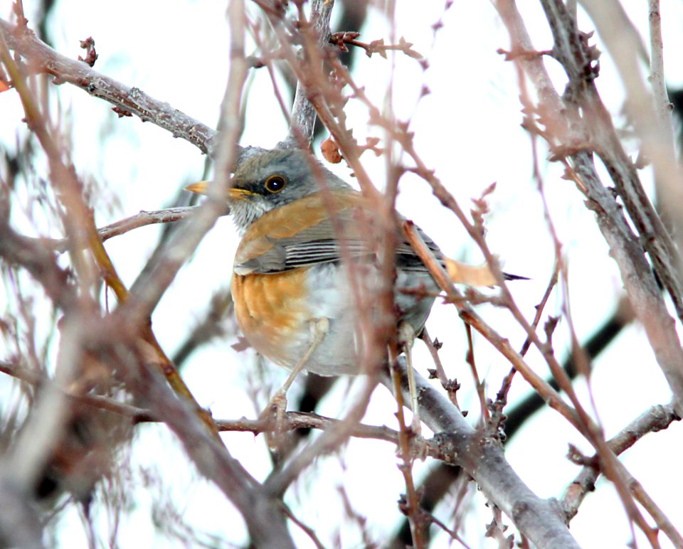 ROBIN, RUFOUS-BACKED (1-6-11) Patagonia, scc, az -01
