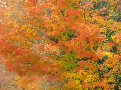 Fall Texture 806