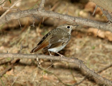 THRUSH, HERMIT (1-15-11) patagonia lake, scc, az -02