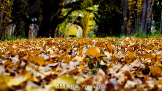 Colores de otoño / Autumn colors