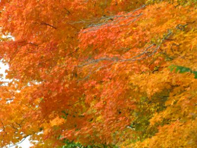 Fall Texture 808