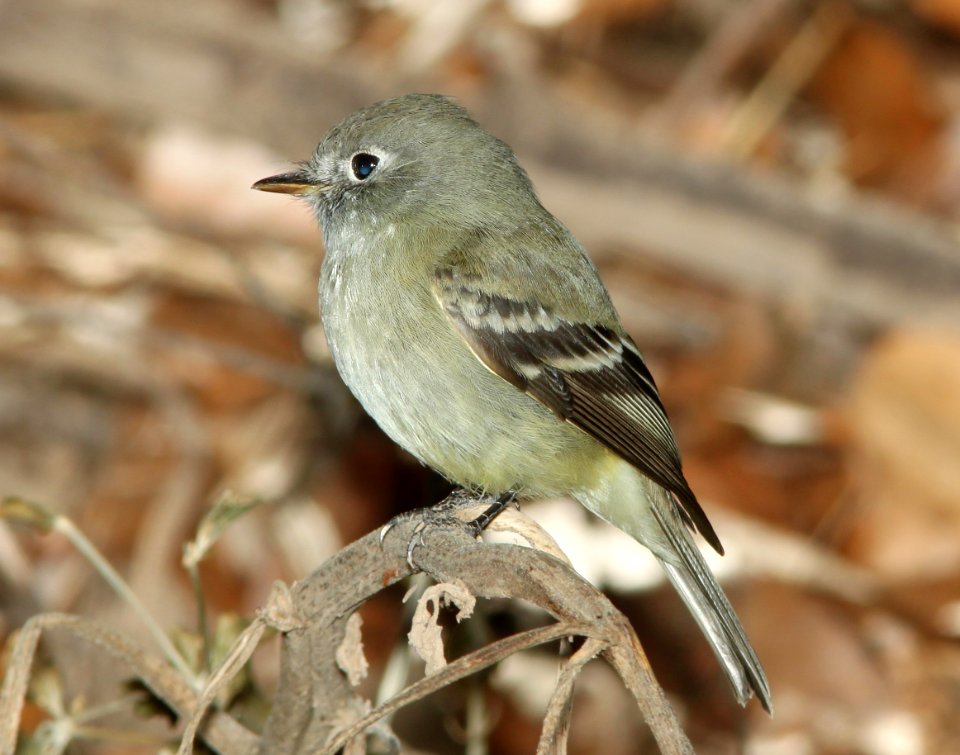 FLYCATCHER, HAMMOND'S (1-2-11) north along river from santa gertrudis lane, tumacacori, scc, az - 01