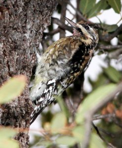 SAPSUCKER, YELLOW-BELLIED (12-31-10) pena blanca lake, scc, az -02