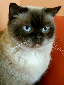 Cat british shorthair siam