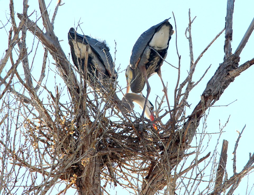 HERON, GREAT BLUE (3-14-11) at rookery, blue haven road, patagonia, scc, az -02