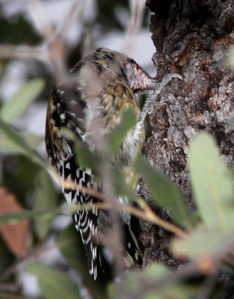 SAPSUCKER, YELLOW-BELLIED (12-31-10) pena blanca lake, scc, az -07