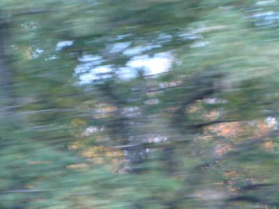Fall Texture 782