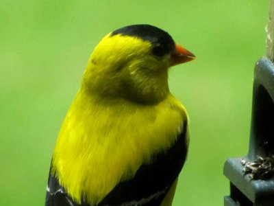 Male Goldfinch