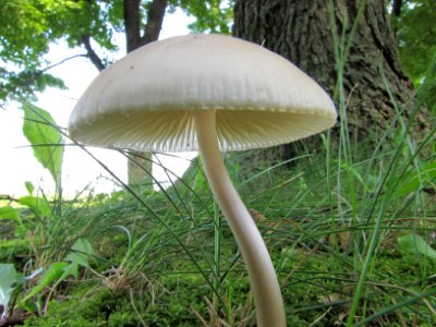 Under the Mushroom Cap 058 photo