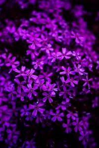 Flowers plant decor
