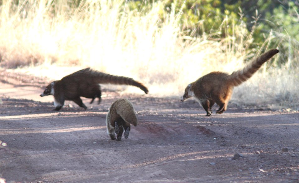 White-Nosed Coati (Nasua narica) (3-9-11) near humboldt cyn, scc, az -06