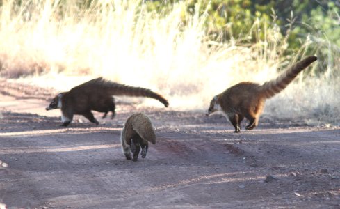 White-Nosed Coati (Nasua narica) (3-9-11) near humboldt cyn, scc, az -06