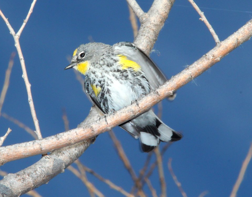 WARBLER, YELLOW-RUMPED (3-10-11) patagonia lake, scc, az -01