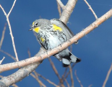 WARBLER, YELLOW-RUMPED (3-10-11) patagonia lake, scc, az -01