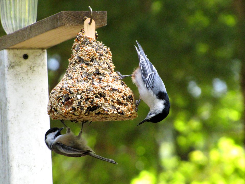 Chickadee and Nuthatch 671