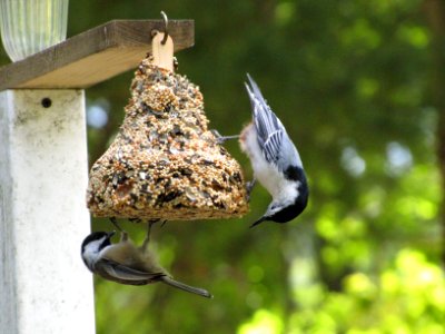 Chickadee and Nuthatch 671