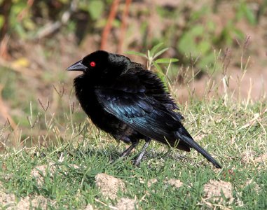 COWBIRD, BRONZED (7-13-11) de anza rrail north of rio rico dr, scc, az -01