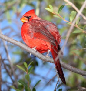 CARDINAL, NORTHERN (12-21-10) santa gertrudis lane, tumacacory, scc, az -01