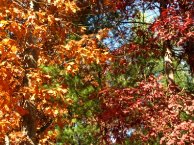 Fall Texture 978