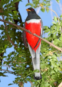TROGON, ELEGANT (3-20-11) patagonia lake sate park, scc, az -03
