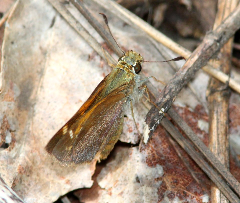 SKIPPER, TAXILES (Poanes taxiles) (8-8-11) madera canyon, scc, az -12
