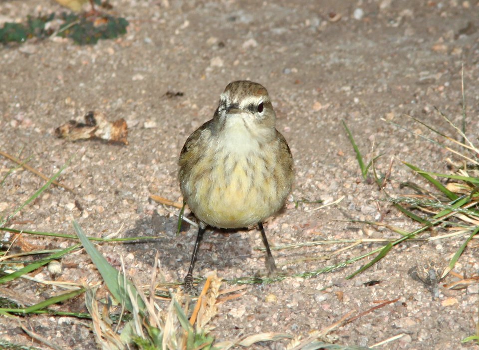 WARBLER, PALM (12-15-10) kino springs, scc, az -06a
