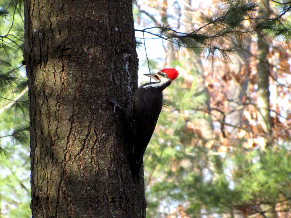 Pileated Woodpecker