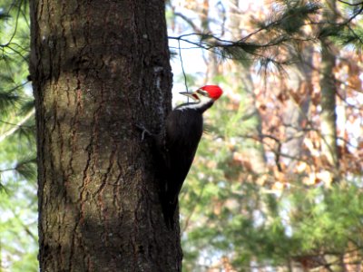 Pileated Woodpecker