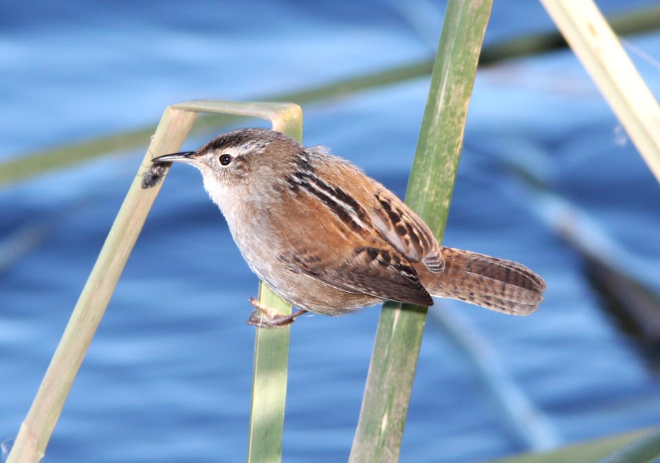 WREN, MARSH (12-15-10) patagonia lake, scc, az -01