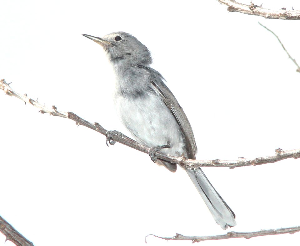 GNATCATCHER, BLUE-GRAY (3-10-11) patagonia lake, scc, az -01