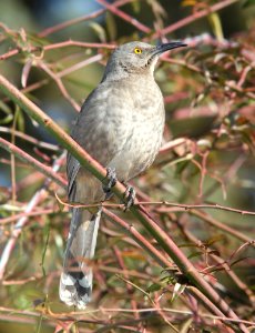 THRASHER, CURVE-BILLED (1-16-11) patagonia, scc, az -03