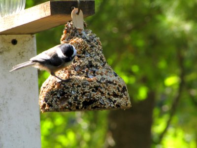 Chickadee 366