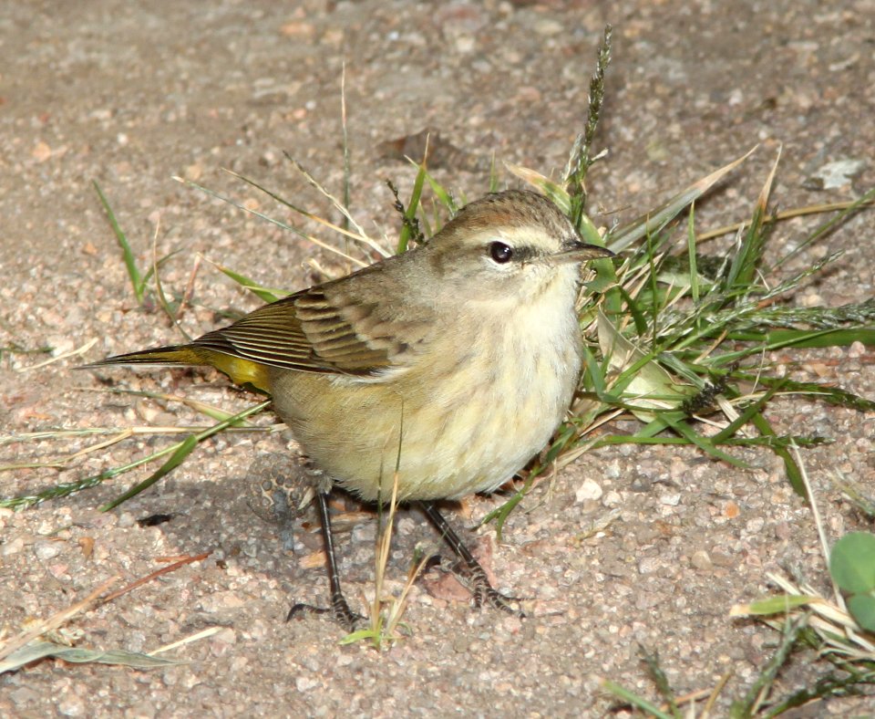 WARBLER, PALM (12-15-10) kino springs, scc, az -05a