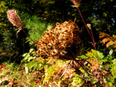 Fall Texture 526