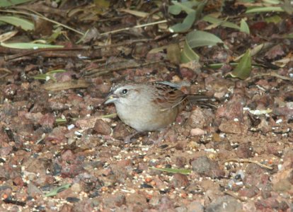 SPARROW, BOTTERI'S (3-6-11) 78 circulo montana, patagonia lake ranch estates, scc, az -04, eating millet seed