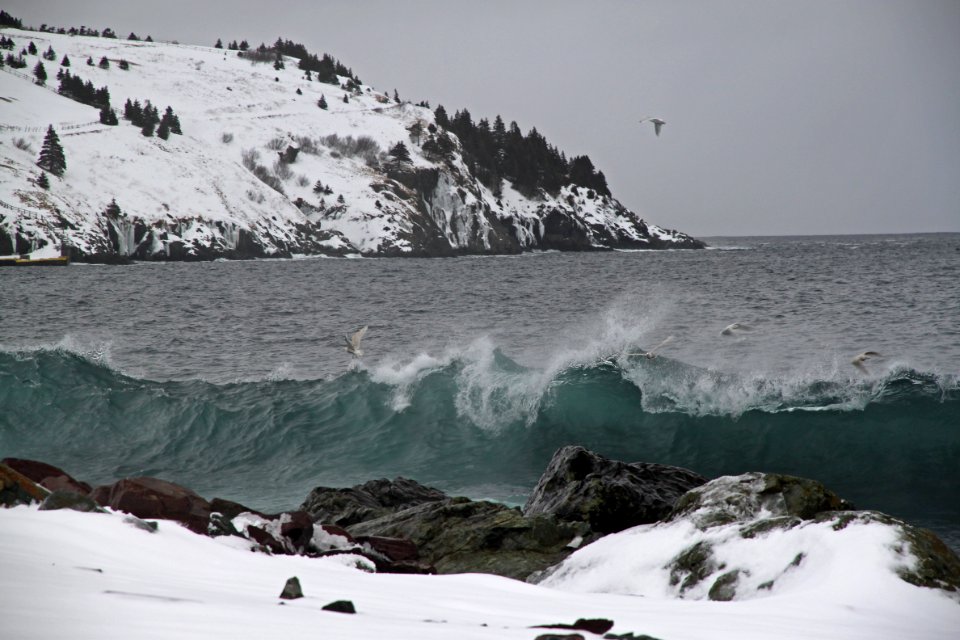 2011 - FEB 12 - 22 - NEWFOUNDLAND -061 near Torbay