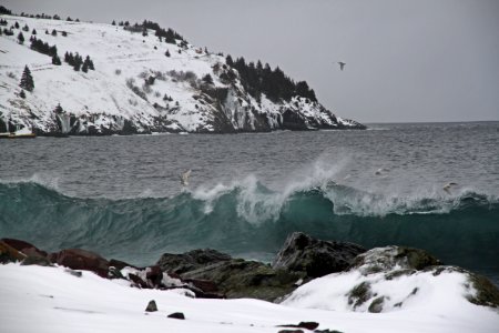 2011 - FEB 12 - 22 - NEWFOUNDLAND -061 near Torbay
