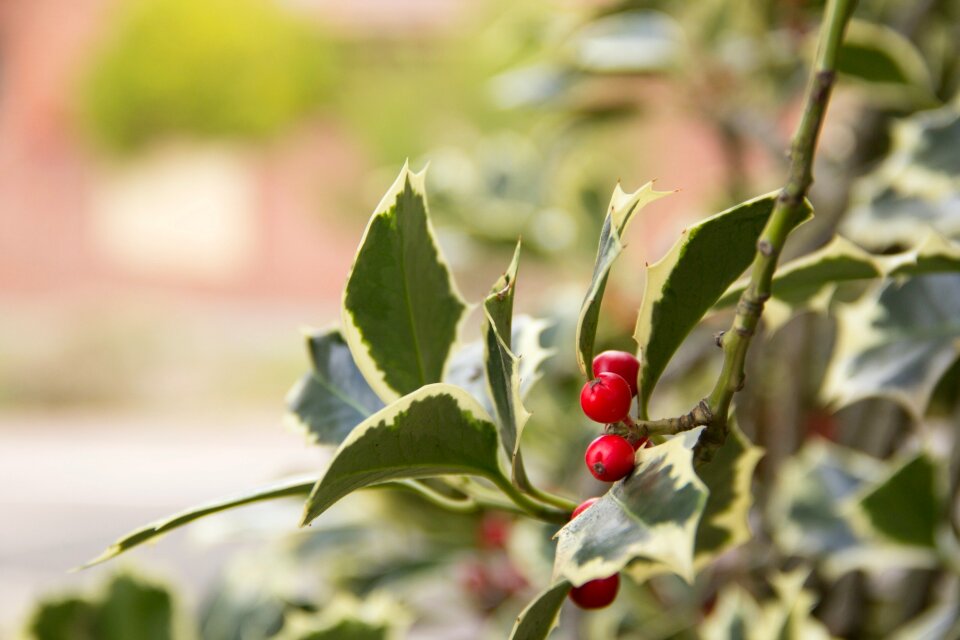 December xmas decorative