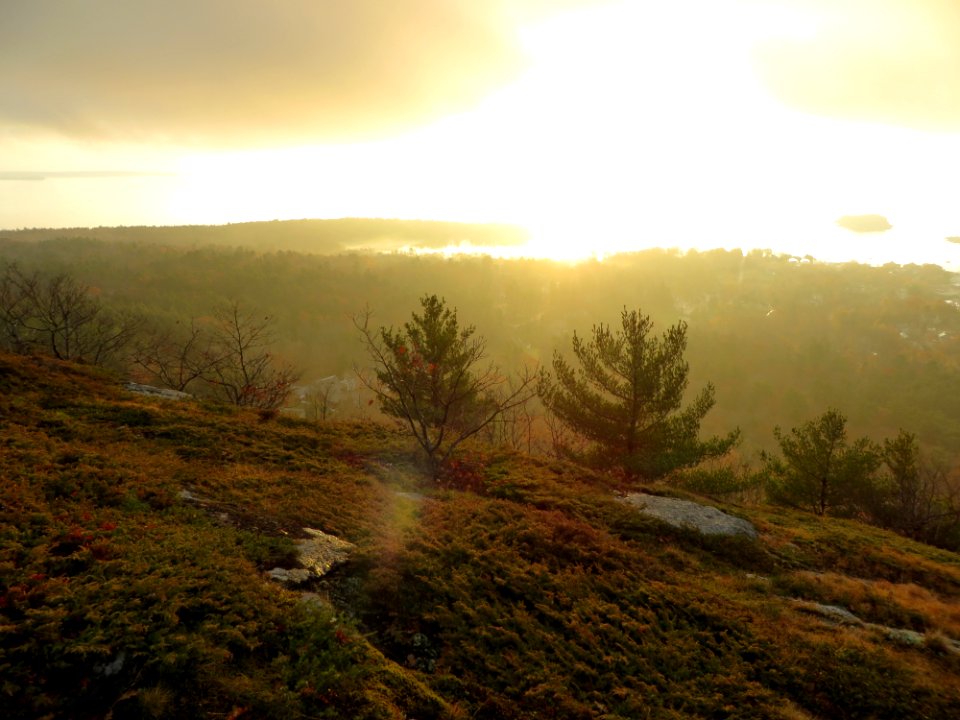 Morning Light Vegetation