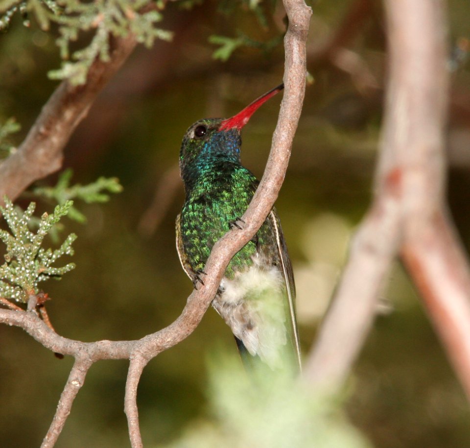 HUMMINGBIRD, BROAD-BILLED (6-18-09) madera cyn -12