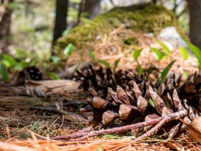 Trail pinecones
